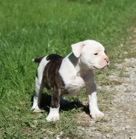 Envy, a female Olde English Bulldogge for sale in Zanesville, OH – 6 of 8