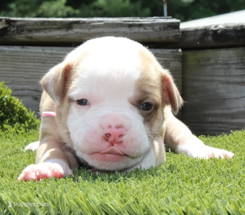 Sadie – American Bulldog puppy for sale in Zanesville, OH