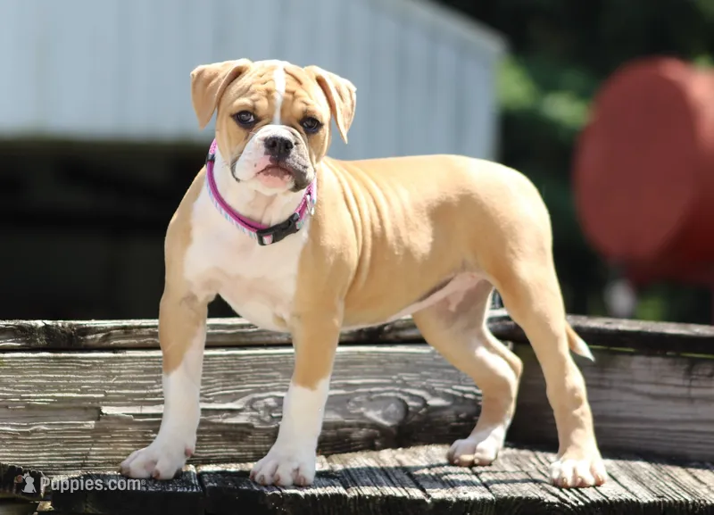 Libby – American Bulldog puppy for sale in Zanesville, OH