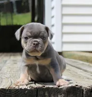 Buggs, a male French Bulldog for sale in Zanesville, OH – 3 of 9