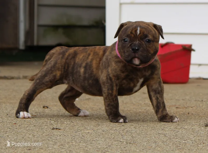 Ivy – Olde English Bulldogge puppy for sale in Zanesville, OH