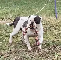 Buster, a male American Bulldog for sale in Zanesville, OH – 8 of 9
