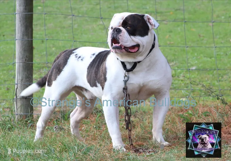 Buster – American Bulldog puppy for sale in Zanesville, OH
