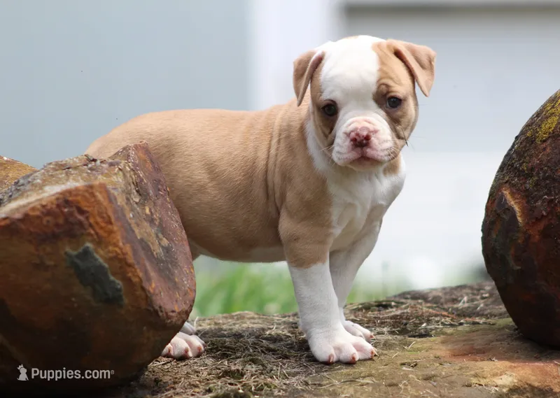 Chloe – American Bulldog puppy for sale in Zanesville, OH