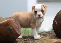 Chloe, a female American Bulldog for sale in Zanesville, OH – 1 of 10
