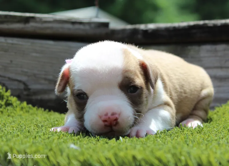 Chloe – American Bulldog puppy for sale in Zanesville, OH
