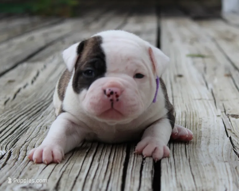 Amber – Olde English Bulldogge puppy for sale in Zanesville, OH