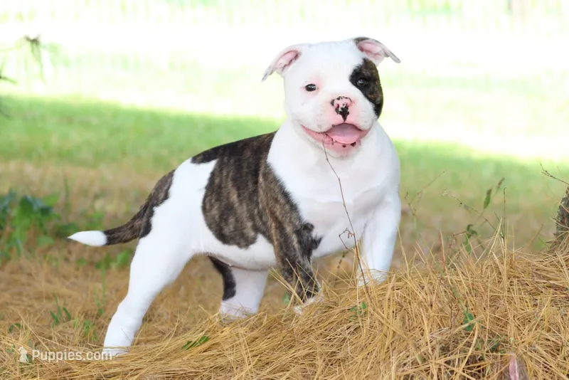Envy – Olde English Bulldogge puppy for sale in Zanesville, OH