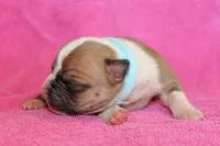 Miley, a female American Bulldog for sale in Zanesville, OH – 3 of 5