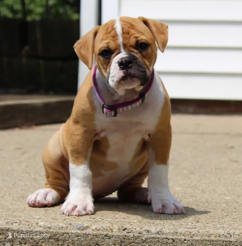 Libby – American Bulldog puppy for sale in Zanesville, OH