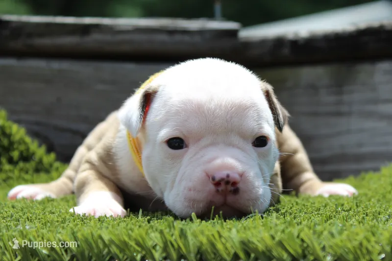 Amber – American Bulldog puppy for sale in Zanesville, OH