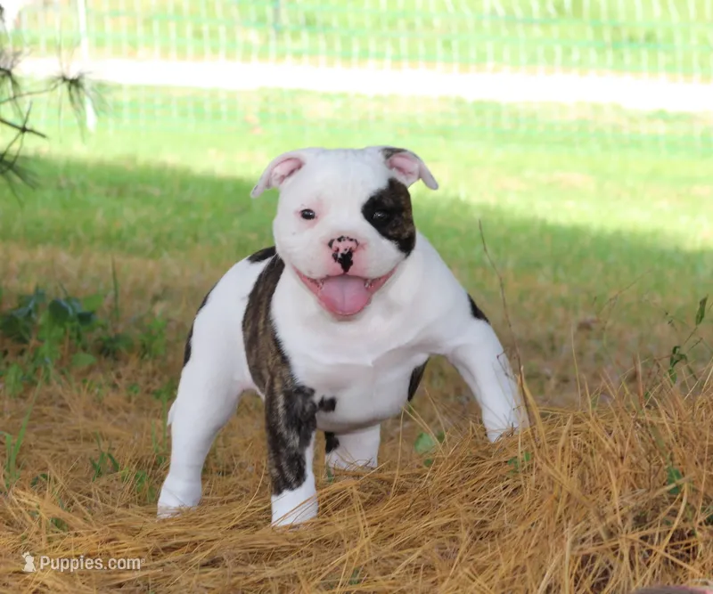 Envy – Olde English Bulldogge puppy for sale in Zanesville, OH