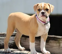 Libby, a female American Bulldog for sale in Zanesville, OH – 7 of 9