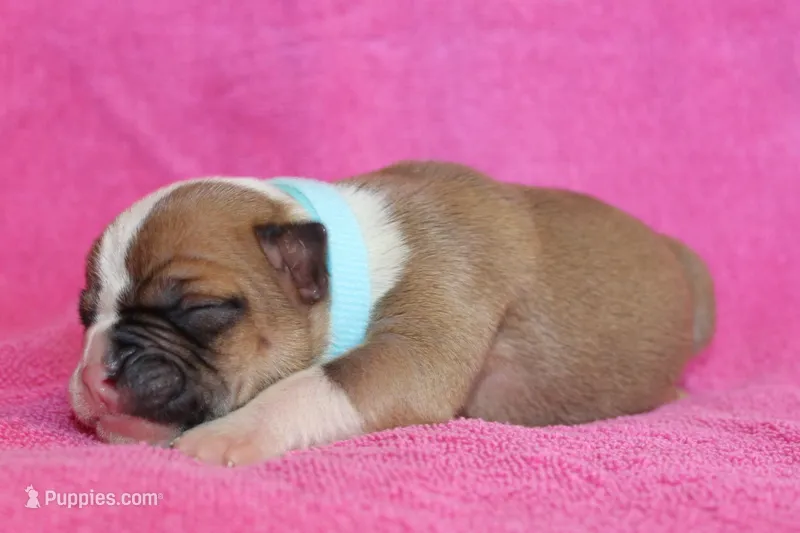 Miley – American Bulldog puppy for sale in Zanesville, OH