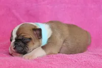Miley, a female American Bulldog for sale in Zanesville, OH – 4 of 5