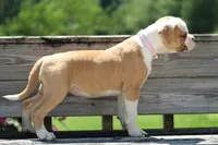 Chloe, a female American Bulldog for sale in Zanesville, OH – 9 of 10