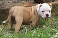 Amber, a female American Bulldog for sale in Zanesville, OH – 5 of 10