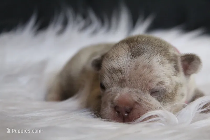 Izzy – French Bulldog puppy for sale in Zanesville, OH