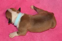 Miley, a female American Bulldog for sale in Zanesville, OH – 5 of 5