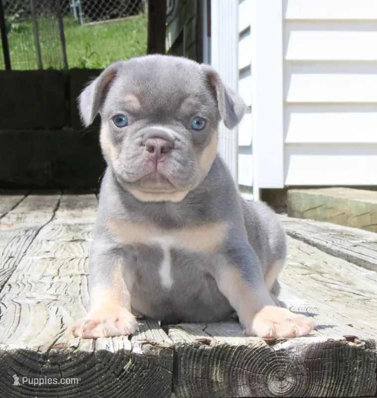 Buggs – French Bulldog puppy for sale in Zanesville, OH