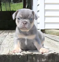 Buggs, a male French Bulldog for sale in Zanesville, OH – 1 of 9