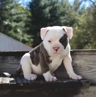 Envy, a female Olde English Bulldogge for sale in Zanesville, OH – 1 of 8