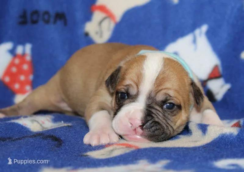 Miley – American Bulldog puppy for sale in Zanesville, OH