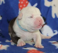 Envy, a female Olde English Bulldogge for sale in Zanesville, OH – 2 of 4