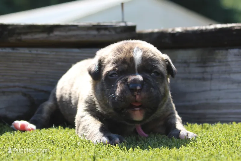 Ivy – Olde English Bulldogge puppy for sale in Zanesville, OH