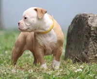 Amber, a female American Bulldog for sale in Zanesville, OH – 8 of 10