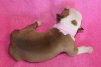 Chloe, a female American Bulldog for sale in Zanesville, OH – 5 of 5
