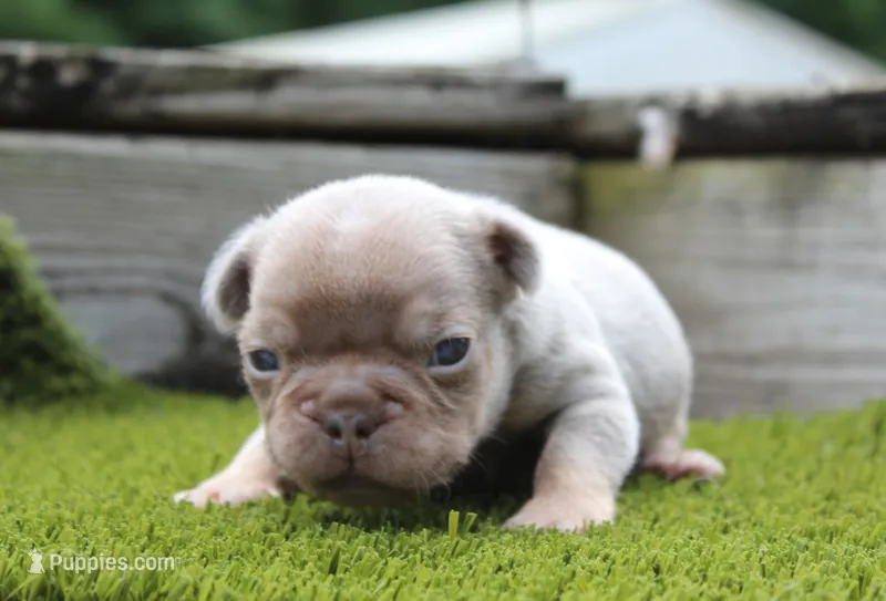 Buggs – French Bulldog puppy for sale in Zanesville, OH