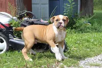 Stetson, a male American Bulldog for sale in Zanesville, OH – 3 of 9