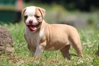 Chloe, a female American Bulldog for sale in Zanesville, OH – 3 of 10