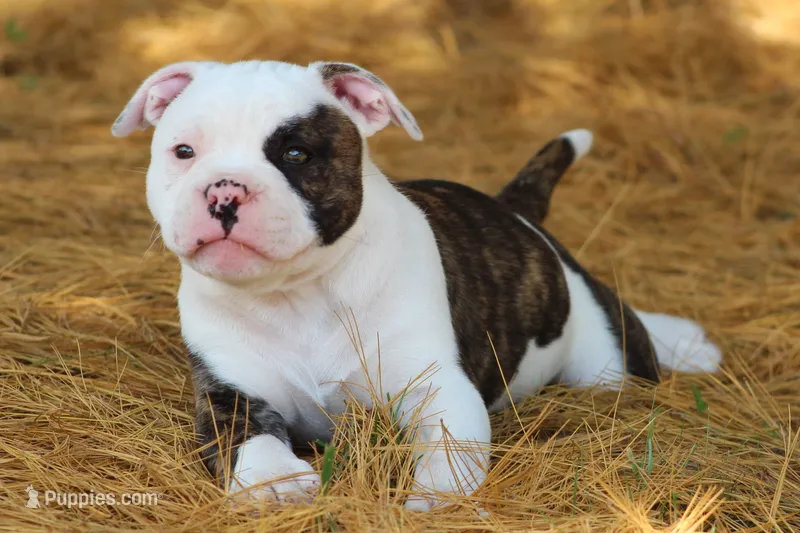 Envy – Olde English Bulldogge puppy for sale in Zanesville, OH