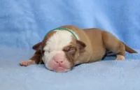 Gunner, a male American Bulldog for sale in Zanesville, OH – 1 of 5