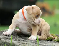 Lacie, a female American Bulldog for sale in Zanesville, OH – 9 of 10