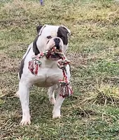 Buster, a male American Bulldog for sale in Zanesville, OH – 9 of 9