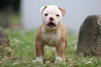 Amber, a female American Bulldog for sale in Zanesville, OH – 4 of 10