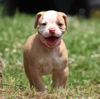 Sadie, a female American Bulldog for sale in Zanesville, OH – 4 of 8