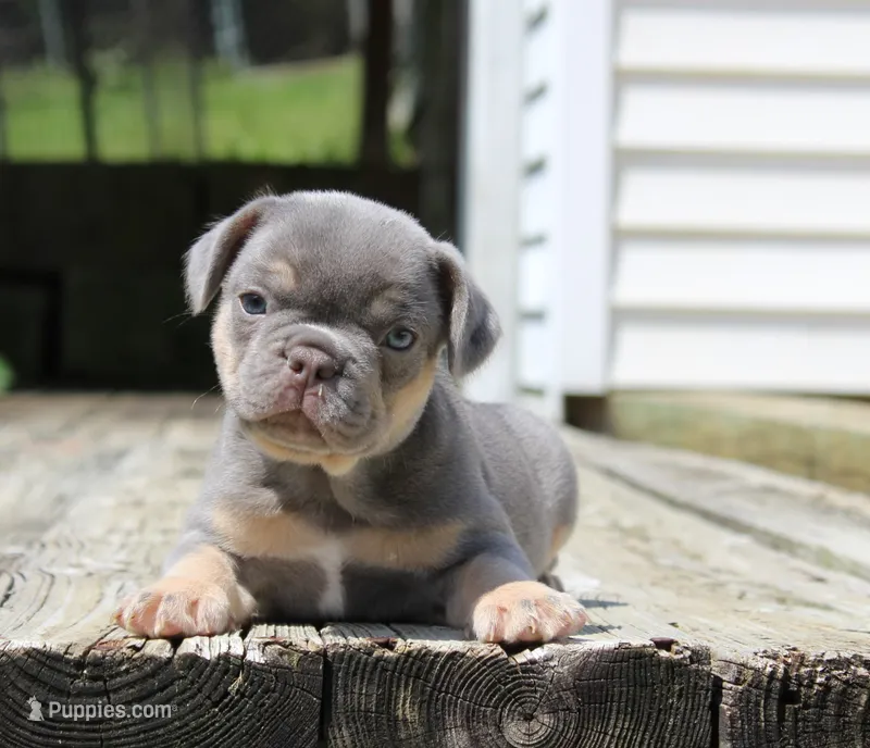 Buggs – French Bulldog puppy for sale in Zanesville, OH