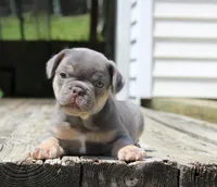 Buggs, a male French Bulldog for sale in Zanesville, OH – 4 of 9