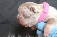 Izzy, a female French Bulldog for sale in Zanesville, OH – 4 of 4
