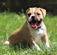 Libby, a female American Bulldog for sale in Zanesville, OH – 9 of 9
