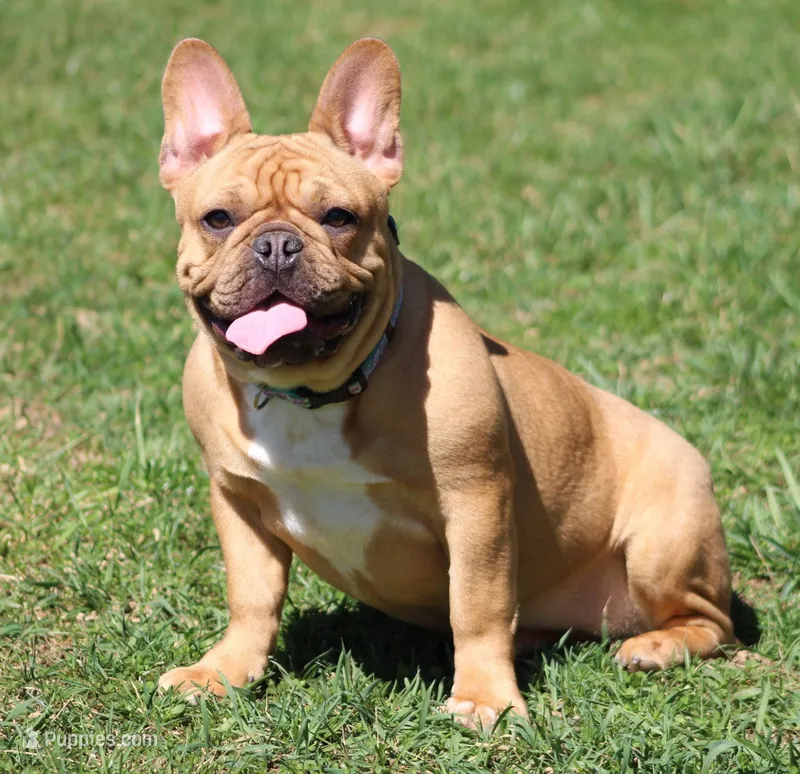 Tilly – French Bulldog puppy for sale in Zanesville, OH
