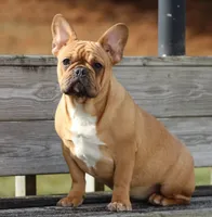 Tilly, a female French Bulldog for sale in Zanesville, OH – Photo 6 of 7