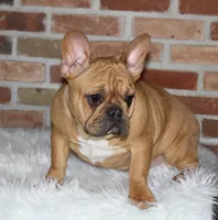 Tilly, a female French Bulldog for sale in Zanesville, OH – Photo 5 of 7
