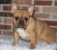Tilly, a female French Bulldog for sale in Zanesville, OH – Photo 2 of 7