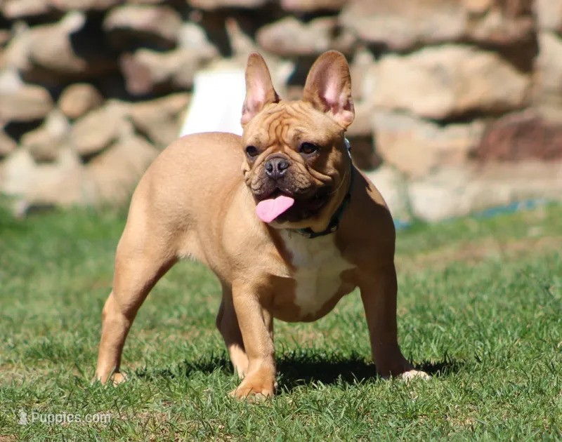 Tilly – French Bulldog puppy for sale in Zanesville, OH