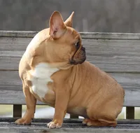 Tilly, a female French Bulldog for sale in Zanesville, OH – Photo 7 of 7